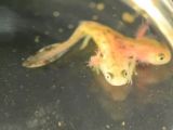 The salamander likely developed two heads after being exposed to pollution