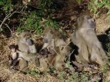 Yellow baboons with young
