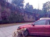 The dog trashed the car to take revenge on the owner
