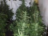 Cannabis plants found inside the man's garage