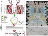 This is the design of the second-generation integrated microfluidic device