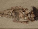 The mummies are degrading because of an increase in the humidity levels they are exposed to