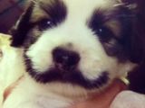Some pets do Movember too: this little pup was born in November a couple of years back, is still famous
