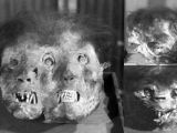 The three-faced mummified demon head, whose origin is still a mystery