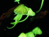 Mycena lux-coeli, bioluminiscent mushrooms from Japan