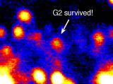 Infrared image shows G2 orbiting the supermassive black hole