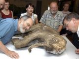 The mammoth calf discovered in May 2007
