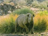 Desert black rhinoceros in Namib