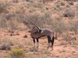Gemsbok in Namib