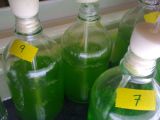Researchers will investigate the processing of moist algae at high heat and pressure to sustainably produce useful hydrocarbon algal oils