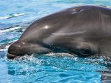 Dolphins have anti-fouling skins.