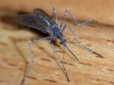 Mosquitos kill thousands of humans each year, by infecting them with potent pathogens