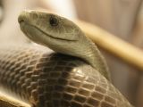 The Black Mamba can outrun many people, and deliver one of the most venomous bites in nature