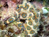 The Blue-ringed octopus kills in one of the most cruel ways seen in nature