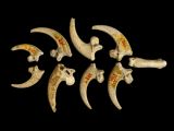 The ancient eagle claws found in present-day Croatia