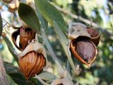 Jojoba (Simmondsia chinensis): fruit and seeds