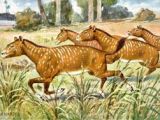 Mesohippus, a horse from Oligocene