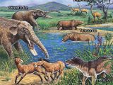 Miocene fauna