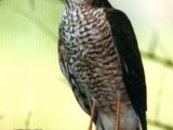 Eurasian sparrowhawk (Accipiter nisus)
