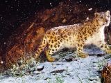 Desktop Pictures in latest Snow Leopard build