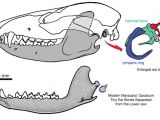 A comparison of the middle ears of a modern mammal and those of the newly discovered fossil mammal