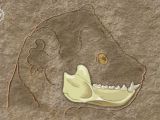 Artist's reconstruction of the lower jaw of a 37-million-year-old Egyptian primate, Afradapis