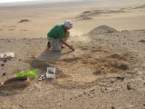 Paleontologists searched an area near the Fayum Depression in northern Egypt about 40 miles outside Cairo for clues to the primate evolution tree