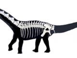 Futalognkosaurus found bones
