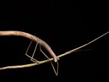 This stick insect lives in Vietnam