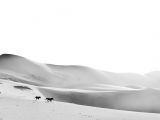 Horses on sand dunes