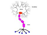 The basic anatomy of a neuron