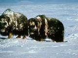 Musk oxen on Baffin