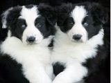 Heterochromia in Border Collie puppies