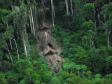 Their home is the rainforest at the Brazilian-Peruvian border