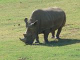 The male rhino was one of just 6 creatures of this kind left in the world