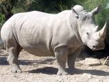 Efforts are being made to breed northern white rhinos in captivity