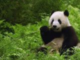 Panda bears chiefly snack on bamboo