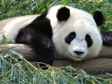 Presently, giant pandas are considered an endangered species