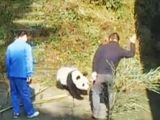 A new video shows a keeper beating a panda bear