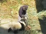 The footage was shot at a wildlife park in China