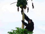 An adult male chimpanzee steals papaya fruit