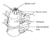 The spinal column&cord
