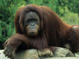 The palm oil industry is a threat to the world's remaining orangutan population
