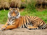 Tigers too risk going extinct because of deforestation