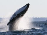 Despite their size, humpback whales are surprisingly graceful