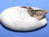 Photo shows the lizards while still in their egg