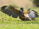 The unlucky hawk lands on its back after being tackled by a tiny bird