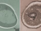 Images of cells with the hydrogen bonded coating by transmission electron microscope.
