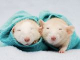 After learning to associate jackets with romance, the rodents preferred gals wearing something on their backs
