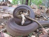 These snakes usually eat birds or other reptiles